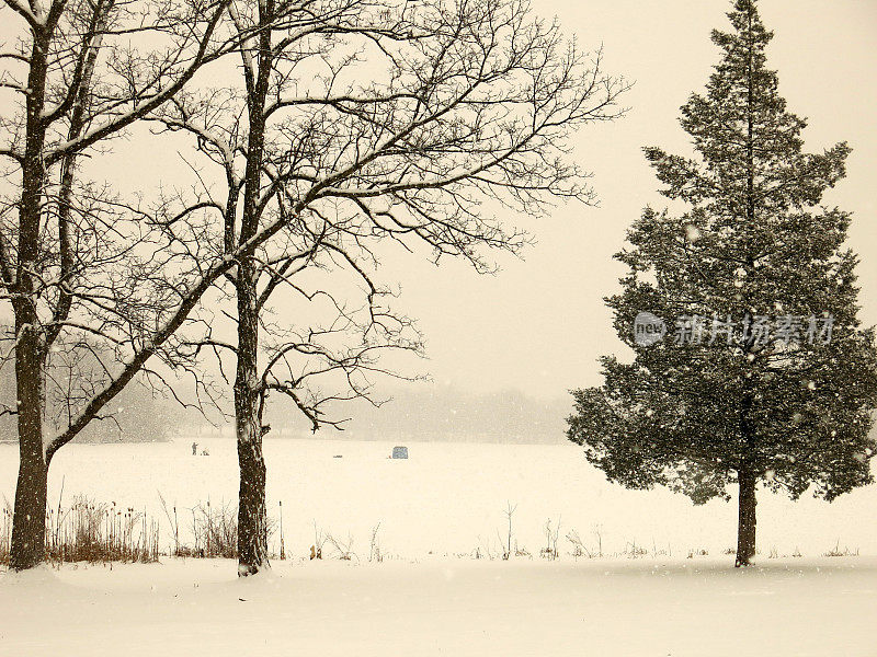 Winter Ice Fisherman and Tent with Pine and Maple Trees